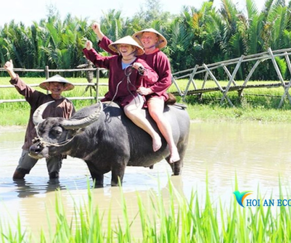 Hoi An Wet Rice Growing Daily Tour