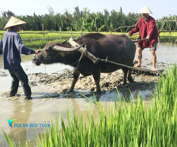 Hoi An Wet Rice Growing Daily Tour