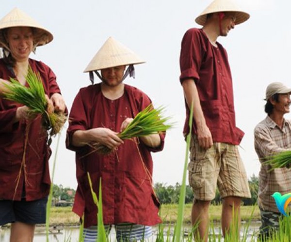 Hoi An Wet Rice Growing Daily Tour
