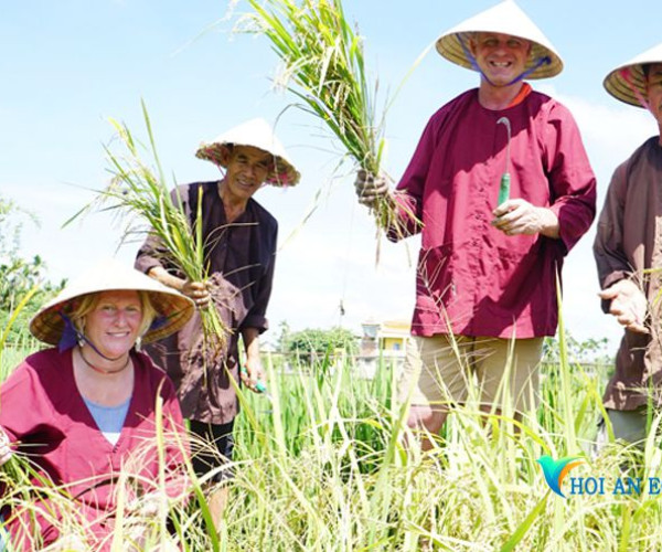 Hoi An Wet Rice Growing Daily Tour