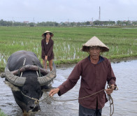 Cam Thanh Farming tour and Hoi An basket boat tour by bicycle