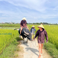 Wet Rice Growing – Riding Buffalo And Plowing Farm At Cam Thanh Hoi An