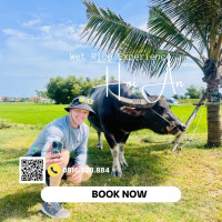 Hoi An Wet Rice Farming With Buffalos