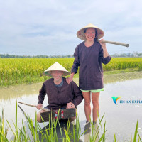 Wet Rice Growing – Riding Buffalo And Plowing Farm At Cam Thanh Hoi An